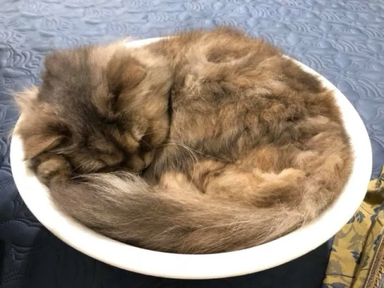 SPAVA LI VA&Scaron;A MAČKA U SAVR&Scaron;ENOJ KUGLI? Znanstvenici istražili fenomen, ostali se dive mačjoj preciznosti