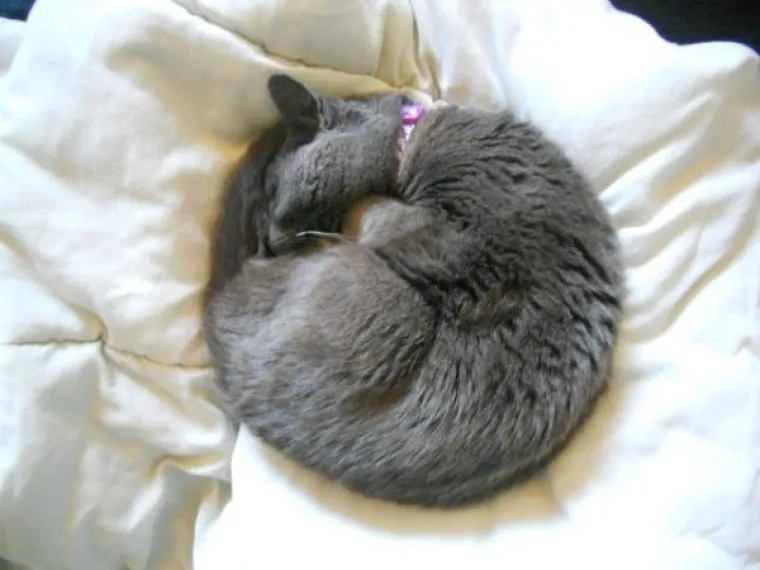 SPAVA LI VA&Scaron;A MAČKA U SAVR&Scaron;ENOJ KUGLI? Znanstvenici istražili fenomen, ostali se dive mačjoj preciznosti