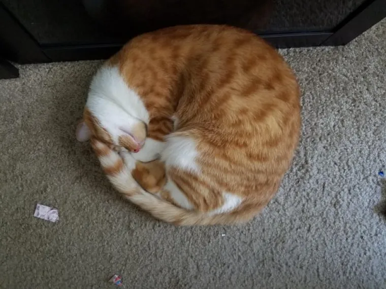 SPAVA LI VA&Scaron;A MAČKA U SAVR&Scaron;ENOJ KUGLI? Znanstvenici istražili fenomen, ostali se dive mačjoj preciznosti