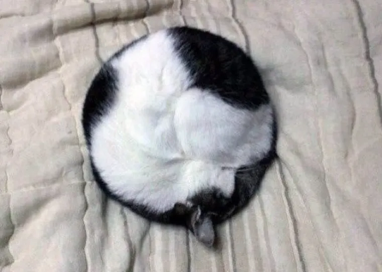 SPAVA LI VA&Scaron;A MAČKA U SAVR&Scaron;ENOJ KUGLI? Znanstvenici istražili fenomen, ostali se dive mačjoj preciznosti