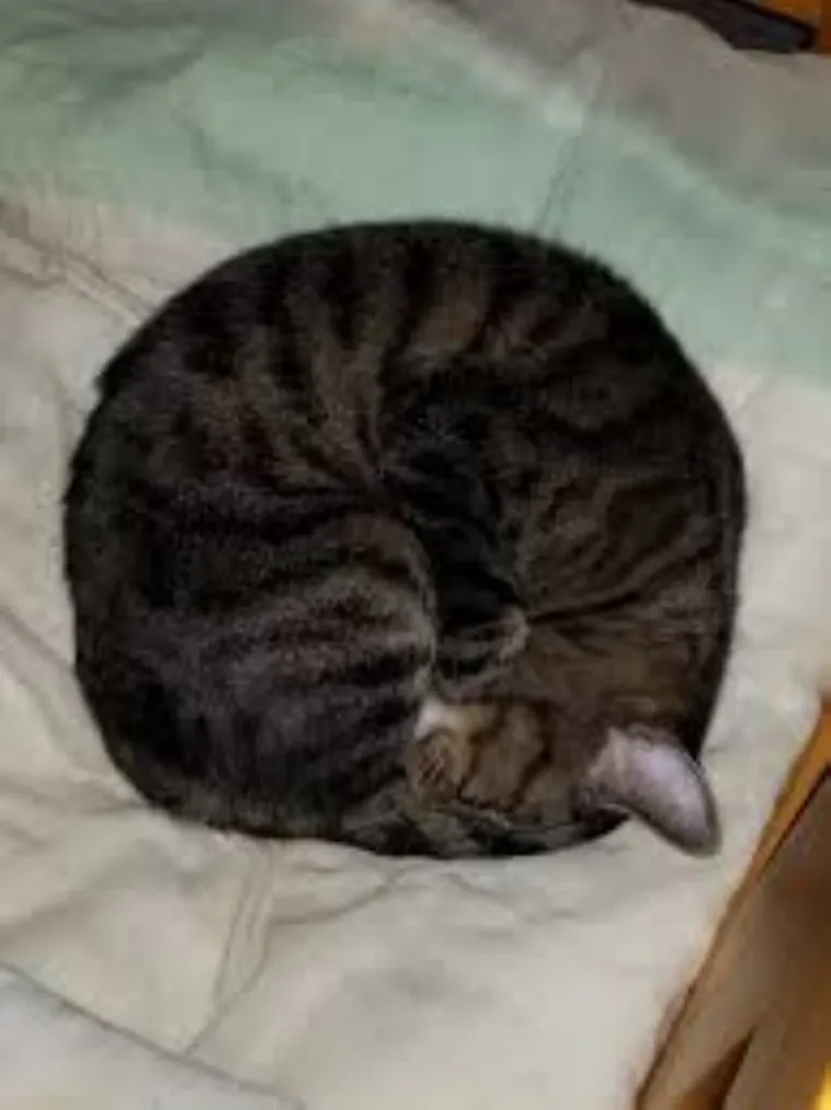 SPAVA LI VA&Scaron;A MAČKA U SAVR&Scaron;ENOJ KUGLI? Znanstvenici istražili fenomen, ostali se dive mačjoj preciznosti