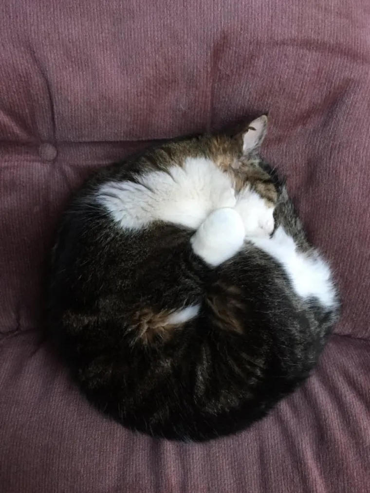 SPAVA LI VA&Scaron;A MAČKA U SAVR&Scaron;ENOJ KUGLI? Znanstvenici istražili fenomen, ostali se dive mačjoj preciznosti