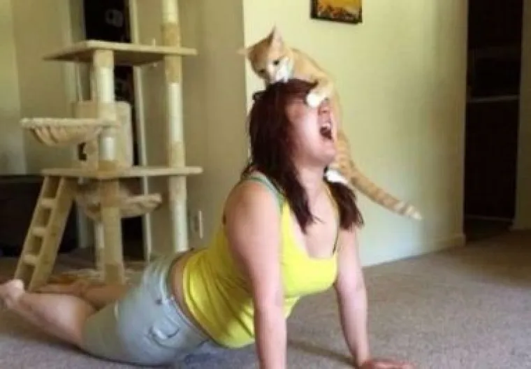 Mačke su ponekad (gotovo uvijek) nepodno&scaron;ljive, ali im jednostavno ne možete zamjeriti