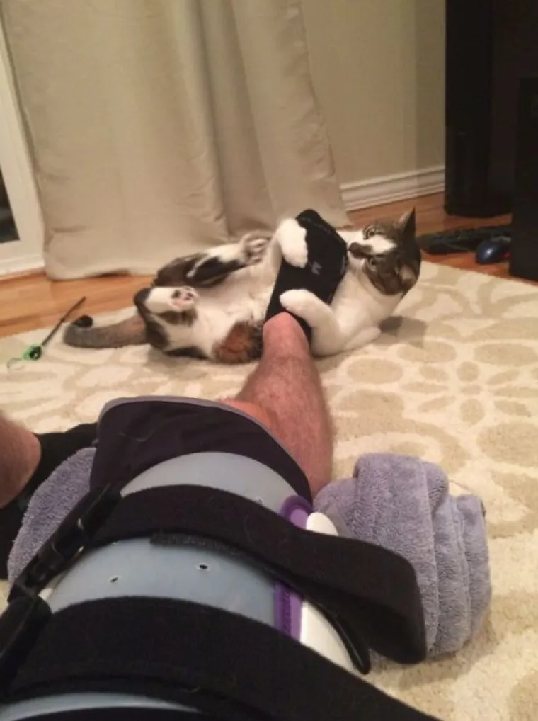 Mačke su ponekad (gotovo uvijek) nepodno&scaron;ljive, ali im jednostavno ne možete zamjeriti