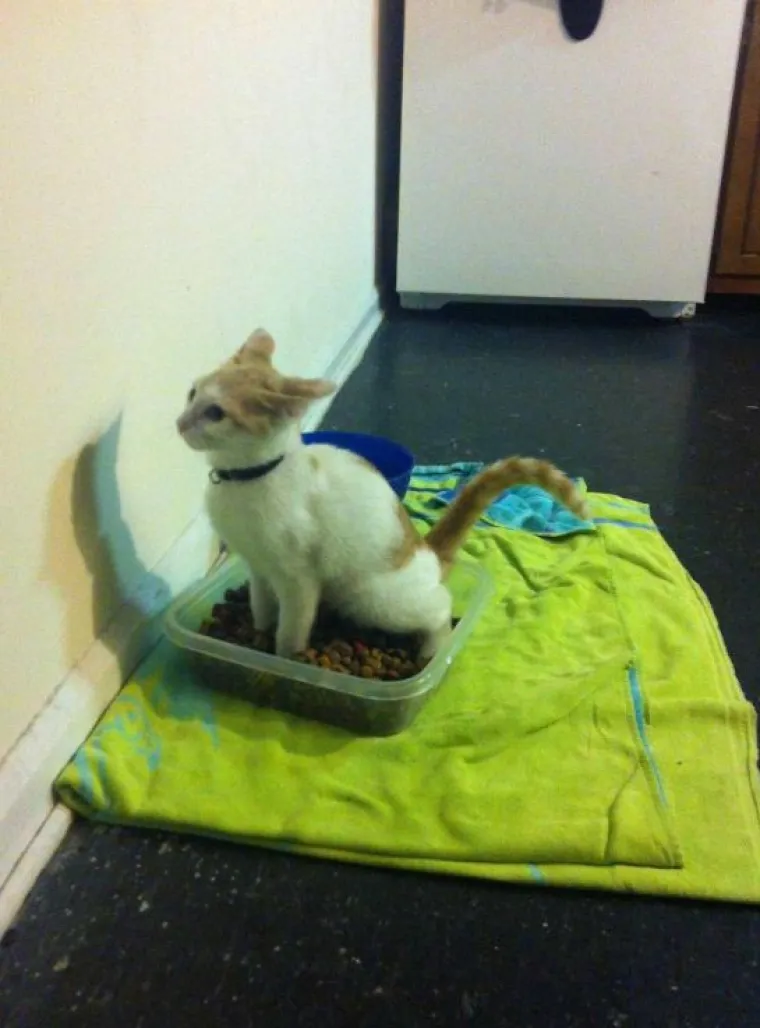 Mačke su ponekad (gotovo uvijek) nepodno&scaron;ljive, ali im jednostavno ne možete zamjeriti