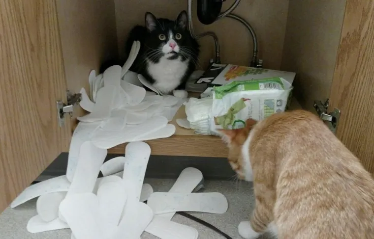 Mačke su ponekad (gotovo uvijek) nepodno&scaron;ljive, ali im jednostavno ne možete zamjeriti