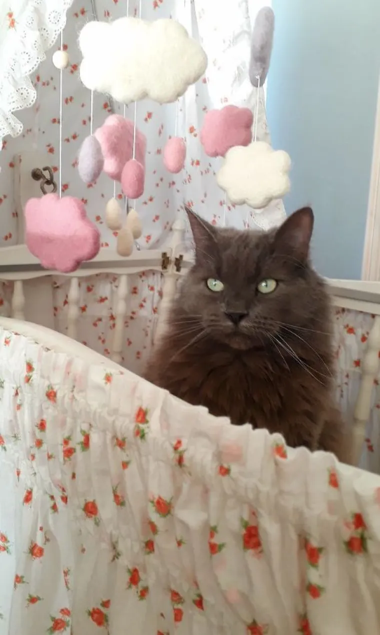 Mačke su ponekad (gotovo uvijek) nepodno&scaron;ljive, ali im jednostavno ne možete zamjeriti