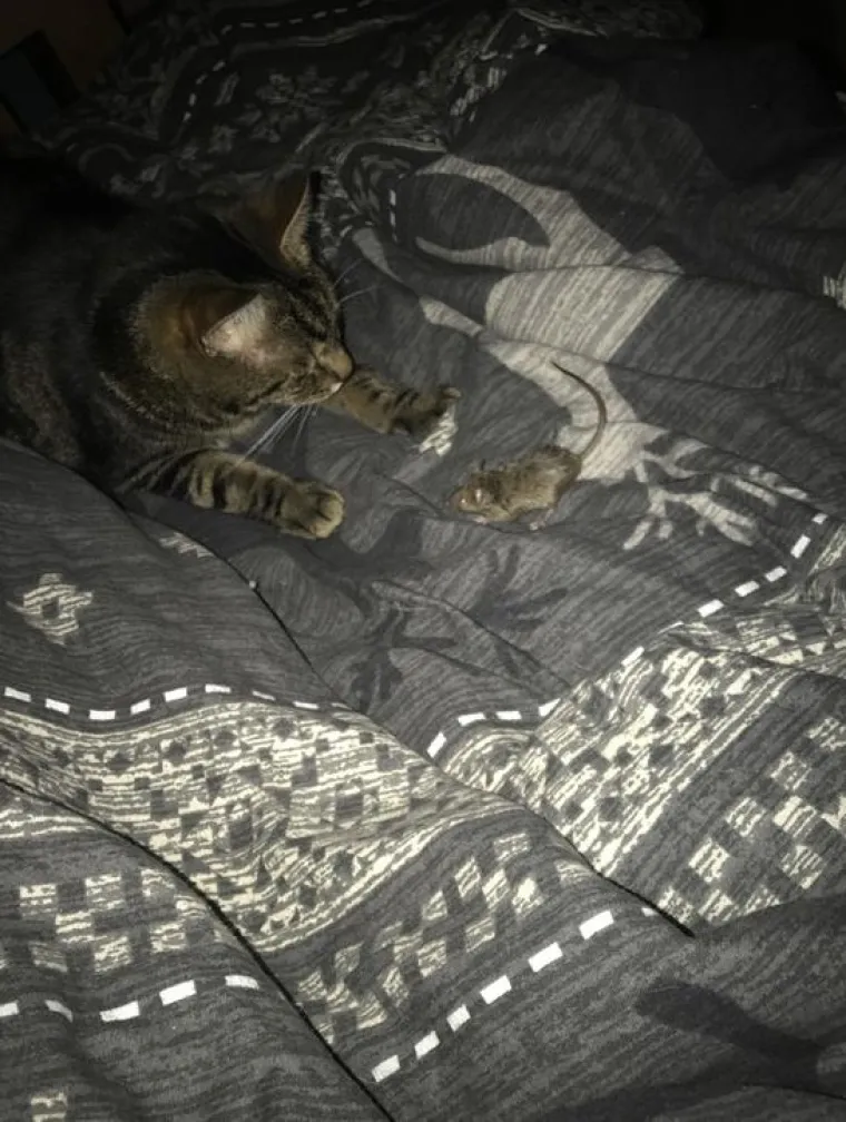 Mačke su ponekad (gotovo uvijek) nepodno&scaron;ljive, ali im jednostavno ne možete zamjeriti