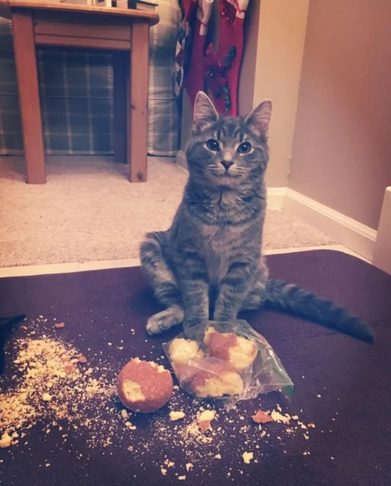 Mačke su ponekad (gotovo uvijek) nepodno&scaron;ljive, ali im jednostavno ne možete zamjeriti