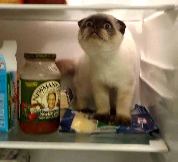 Mačke su ponekad (gotovo uvijek) nepodno&scaron;ljive, ali im jednostavno ne možete zamjeriti