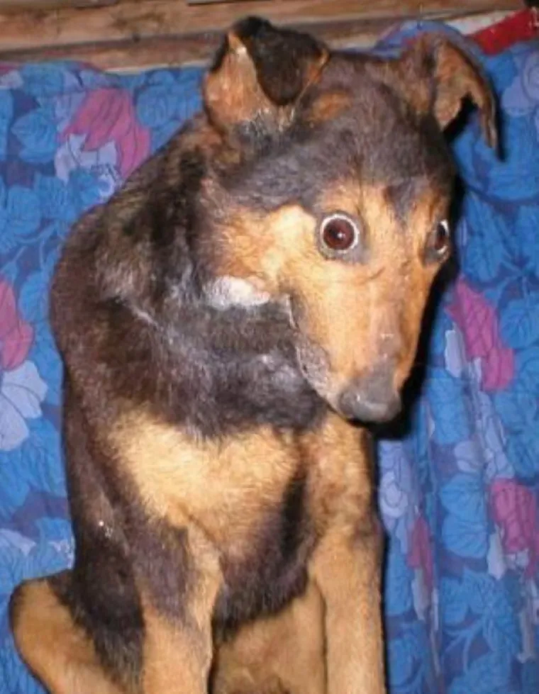 POKU&Scaron;ALI PREPARIRATI ŽIVOTINJE PA STVORILI OVA ČUDOVI&Scaron;TA: Nekima su zastra&scaron;ujuća, drugima urnebesna...