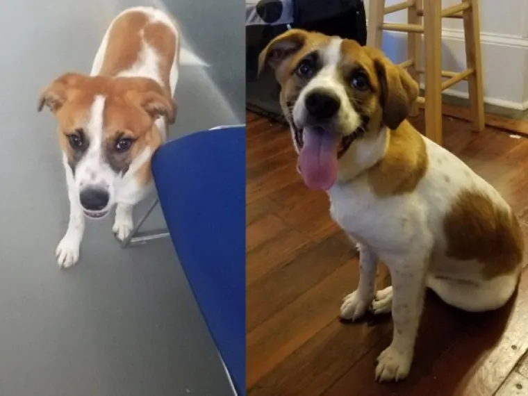 SPASILI ŽIVOT PSIMA I DOBILI NAJVEĆU MOGUĆU NAGRADU ZBOG TOGA: Pogledajte kako su sretni nakon udomljavanja