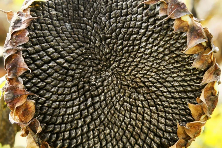 8 namirnica koje čiste i odma&scaron;ćuju jetru te joj pomažu da bolje radi