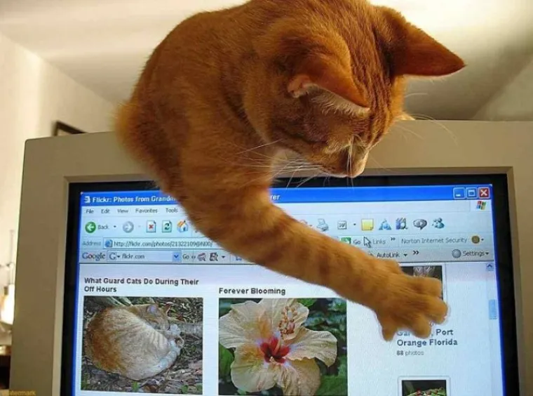 Lekcije koje bismo svi mogli naučiti od 'majstora života' koje nije briga za sitnice