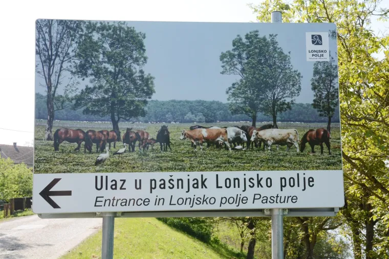 Pa&scaron;njaci u Lonjskom polju jo&scaron; uvijek pod vodom, ali barem svinje gu&scaron;taju