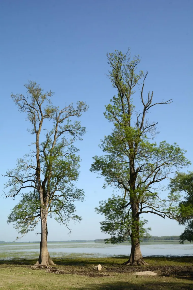 Pa&scaron;njaci u Lonjskom polju jo&scaron; uvijek pod vodom, ali barem svinje gu&scaron;taju