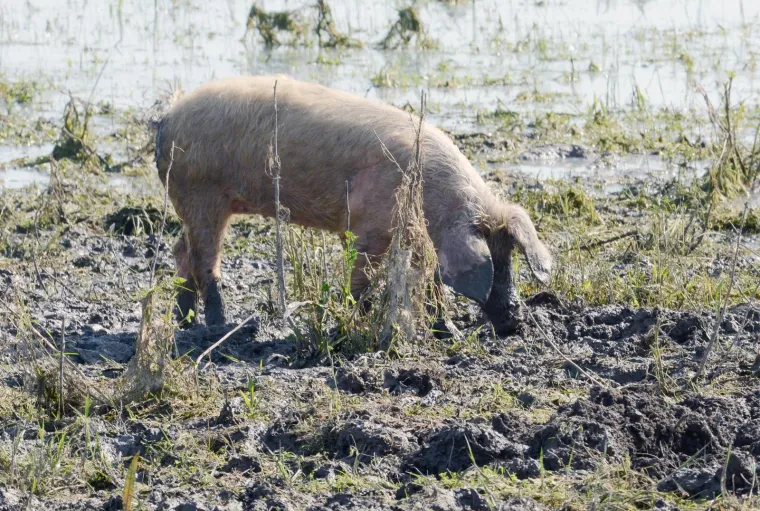 Pa&scaron;njaci u Lonjskom polju jo&scaron; uvijek pod vodom, ali barem svinje gu&scaron;taju