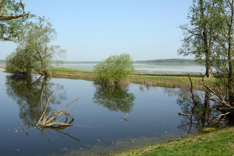 Pa&scaron;njaci u Lonjskom polju jo&scaron; uvijek pod vodom, ali barem svinje gu&scaron;taju