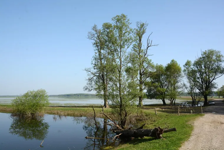 Pa&scaron;njaci u Lonjskom polju jo&scaron; uvijek pod vodom, ali barem svinje gu&scaron;taju