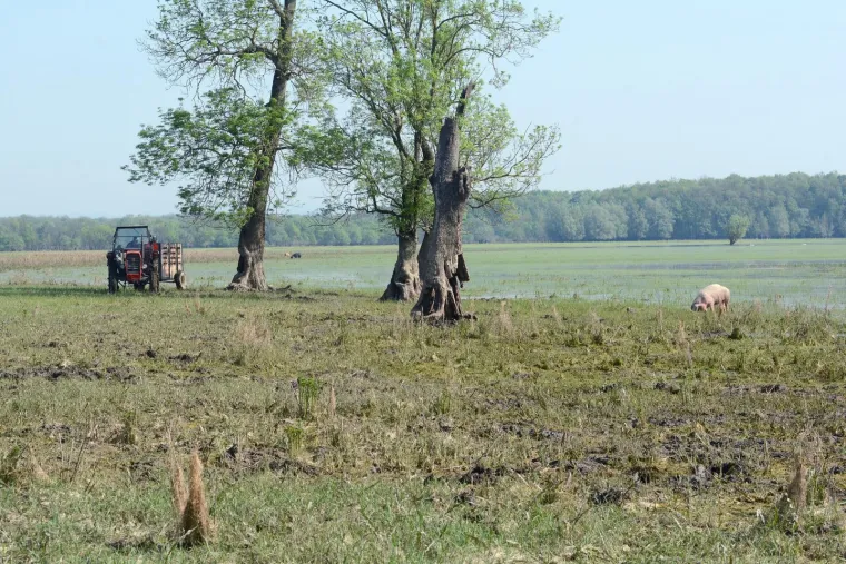 Pa&scaron;njaci u Lonjskom polju jo&scaron; uvijek pod vodom, ali barem svinje gu&scaron;taju