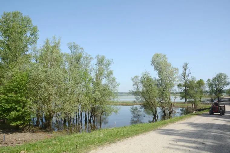 Pa&scaron;njaci u Lonjskom polju jo&scaron; uvijek pod vodom, ali barem svinje gu&scaron;taju