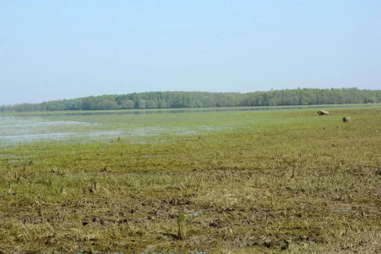 Pa&scaron;njaci u Lonjskom polju jo&scaron; uvijek pod vodom, ali barem svinje gu&scaron;taju