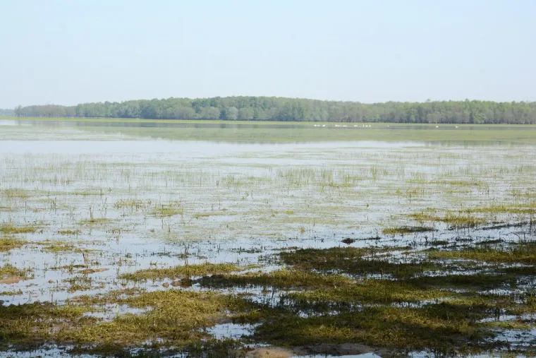 Pa&scaron;njaci u Lonjskom polju jo&scaron; uvijek pod vodom, ali barem svinje gu&scaron;taju