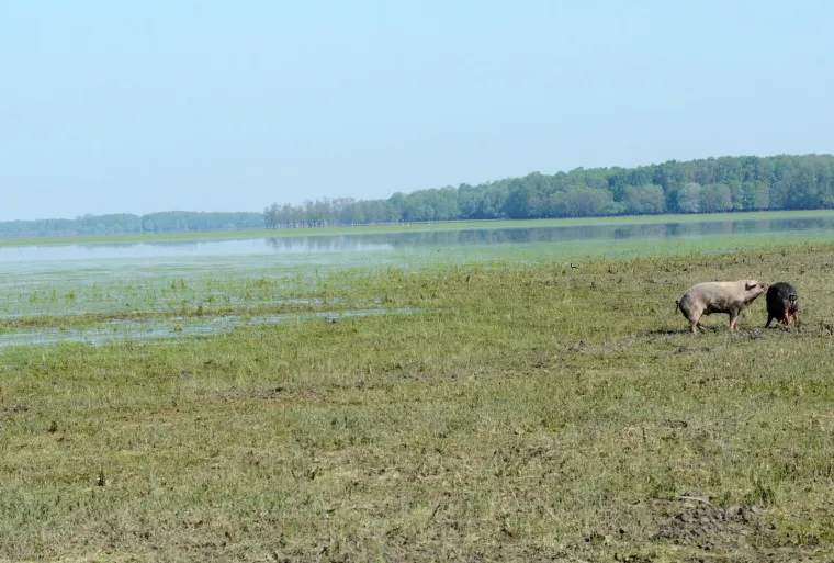 Pa&scaron;njaci u Lonjskom polju jo&scaron; uvijek pod vodom, ali barem svinje gu&scaron;taju