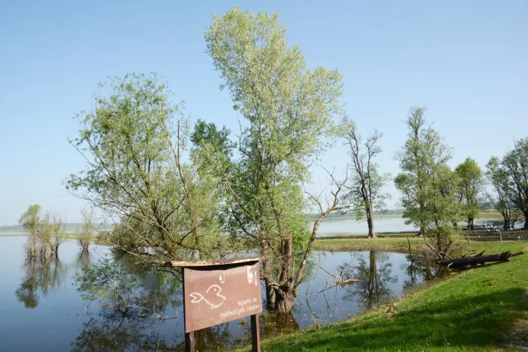 Pa&scaron;njaci u Lonjskom polju jo&scaron; uvijek pod vodom, ali barem svinje gu&scaron;taju