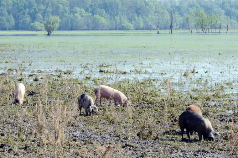Pa&scaron;njaci u Lonjskom polju jo&scaron; uvijek pod vodom, ali barem svinje gu&scaron;taju