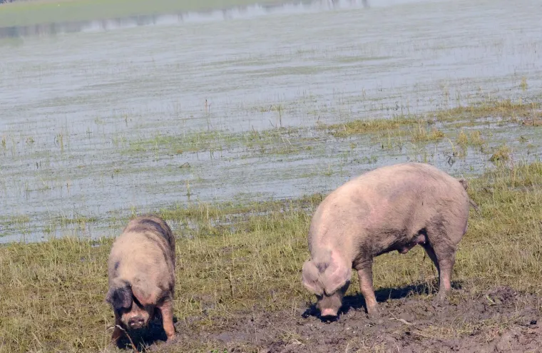 Pa&scaron;njaci u Lonjskom polju jo&scaron; uvijek pod vodom, ali barem svinje gu&scaron;taju