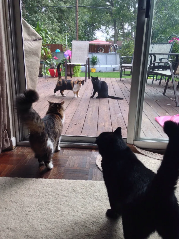 Nevjerojatne slučajnosti uhvaćene u ba&scaron; pravom trenutku