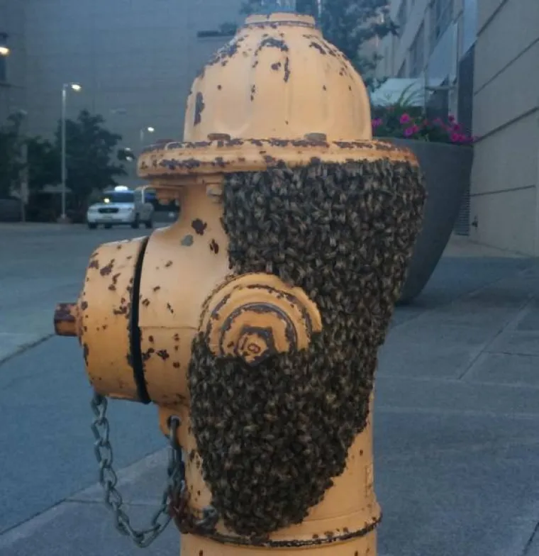 NA DRU&Scaron;TVENIM MREŽAMA OBJAVILI PRIZORE OD KOJIH SE LEDI KRV U ŽILAMA: Samo najhrabriji ne bježe glavom bez obzira