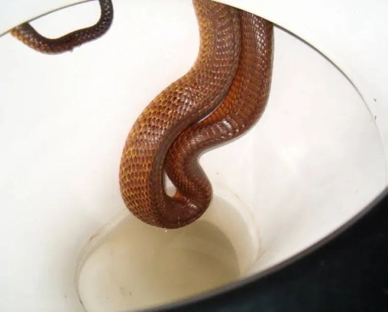 NA DRU&Scaron;TVENIM MREŽAMA OBJAVILI PRIZORE OD KOJIH SE LEDI KRV U ŽILAMA: Samo najhrabriji ne bježe glavom bez obzira