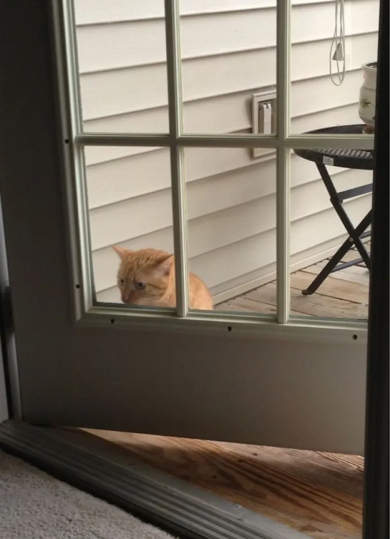 MAČKE SU SIGURNO NAJBLESAVIJE ŽIVOTINJE NA SVIJETU: Urnebesne su &scaron;to god rade, pogledajte ih samo