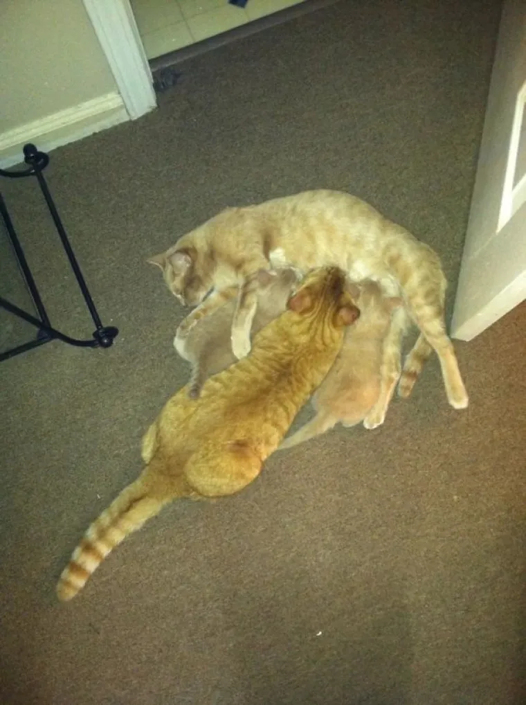 MAČKE SU SIGURNO NAJBLESAVIJE ŽIVOTINJE NA SVIJETU: Urnebesne su &scaron;to god rade, pogledajte ih samo