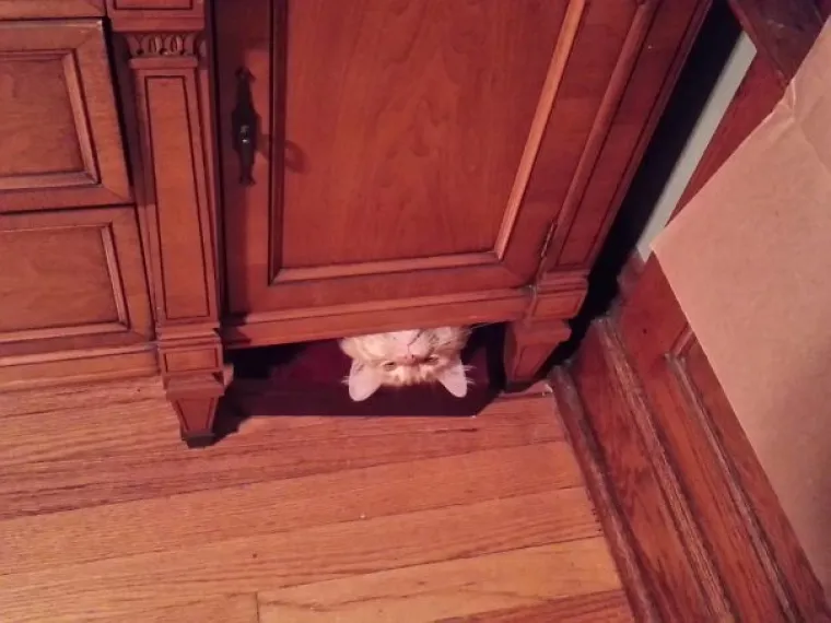 MAČKE SU SIGURNO NAJBLESAVIJE ŽIVOTINJE NA SVIJETU: Urnebesne su &scaron;to god rade, pogledajte ih samo