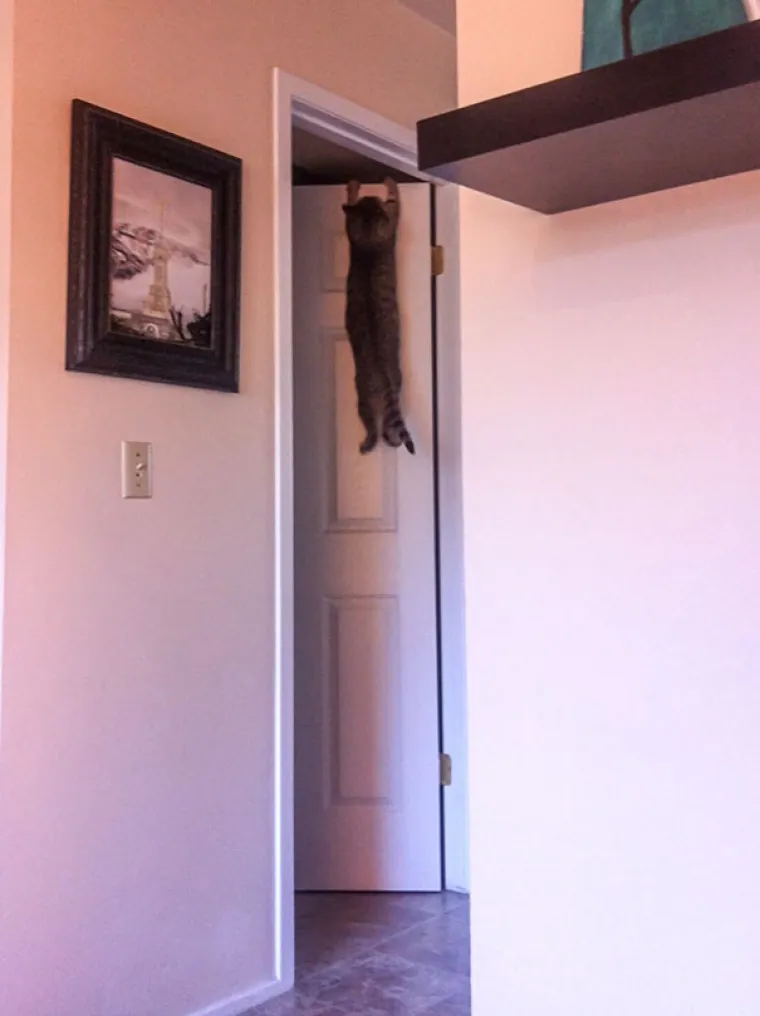 MAČKE SU SIGURNO NAJBLESAVIJE ŽIVOTINJE NA SVIJETU: Urnebesne su &scaron;to god rade, pogledajte ih samo