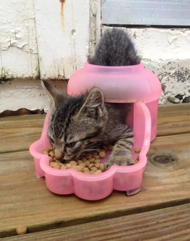 MAČKE SU SIGURNO NAJBLESAVIJE ŽIVOTINJE NA SVIJETU: Urnebesne su &scaron;to god rade, pogledajte ih samo