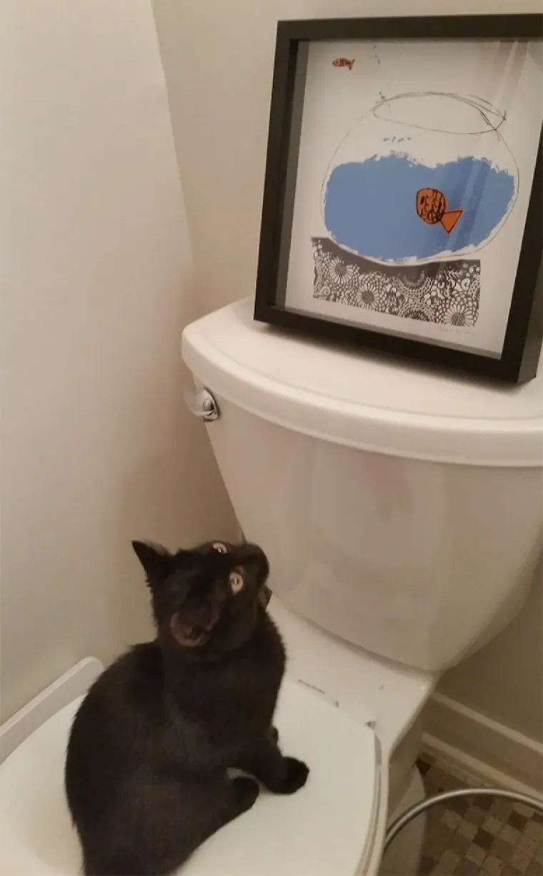 MAČKE SU SIGURNO NAJBLESAVIJE ŽIVOTINJE NA SVIJETU: Urnebesne su &scaron;to god rade, pogledajte ih samo