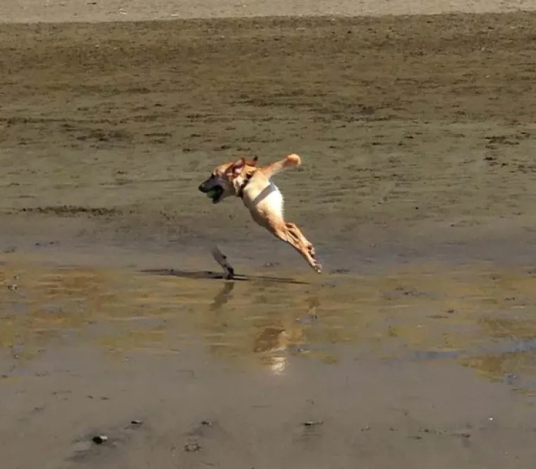 IGRALI SE TEHNOLOGIJOM PA STVORILI PRAVA PRAVCATA ČUDOVI&Scaron;TA: Je li znanost oti&scaron;la predaleko?