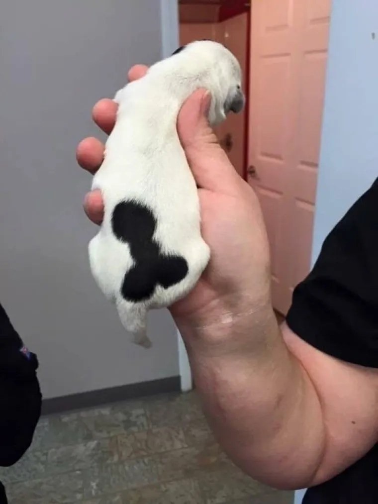 PENISI NAS ZAPRAVO OKRUŽUJU SA SVIH STRANA: Prizori koje bi Facebook zabranio dok kaže&scaron; keks