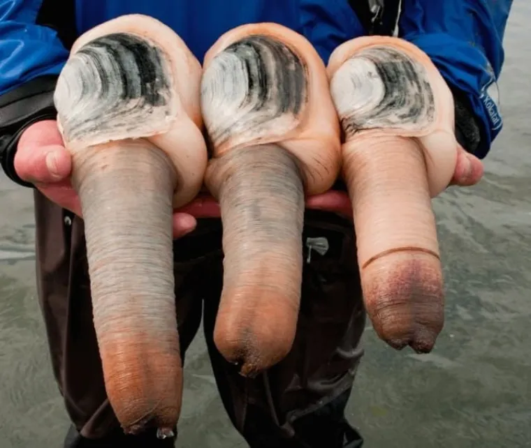 PENISI NAS ZAPRAVO OKRUŽUJU SA SVIH STRANA: Prizori koje bi Facebook zabranio dok kaže&scaron; keks