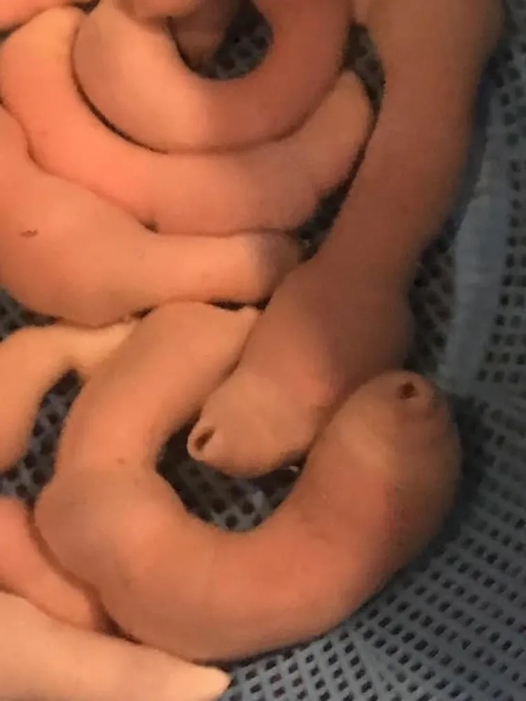 PENISI NAS ZAPRAVO OKRUŽUJU SA SVIH STRANA: Prizori koje bi Facebook zabranio dok kaže&scaron; keks