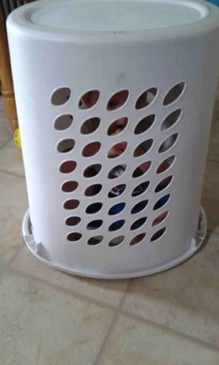 KLINCIMA UŽASNO IDE IGRANJE SKRIVAČA, ALI SU ZATO PRESLATKI: Pokušali se sakriti, ali baš ne razumiju igru