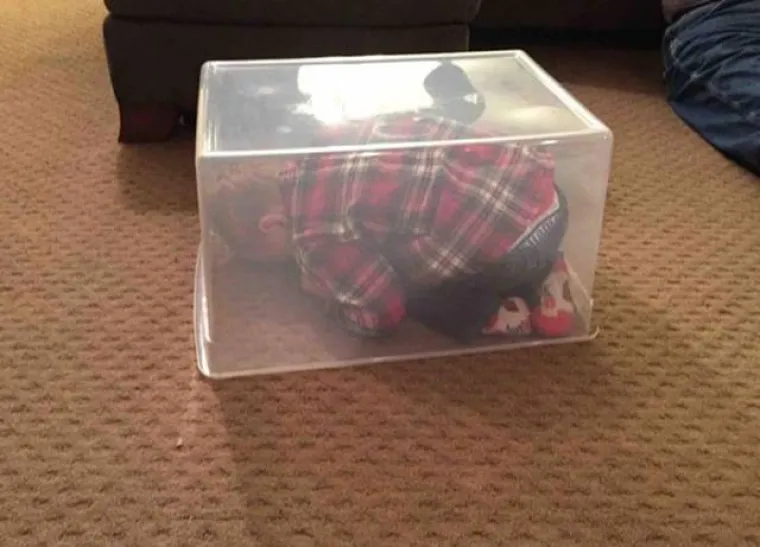 KLINCIMA UŽASNO IDE IGRANJE SKRIVAČA, ALI SU ZATO PRESLATKI: Poku&scaron;ali se sakriti, ali ba&scaron; ne razumiju igru