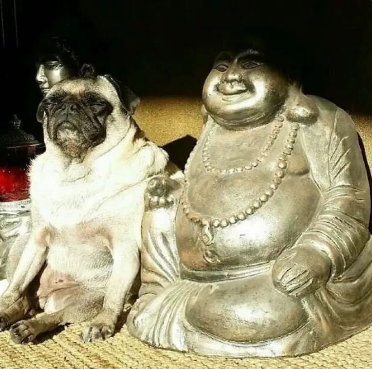 Svaka sličnost je slučajna i - urnebesna!