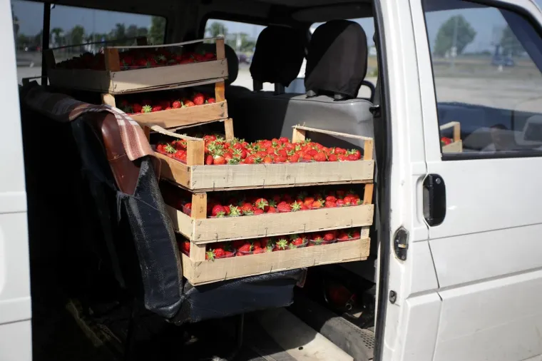 OGORČENI ZBOG JEFTINOG UVOZA: Domaći voćari besplatno dijelili jagode građanima