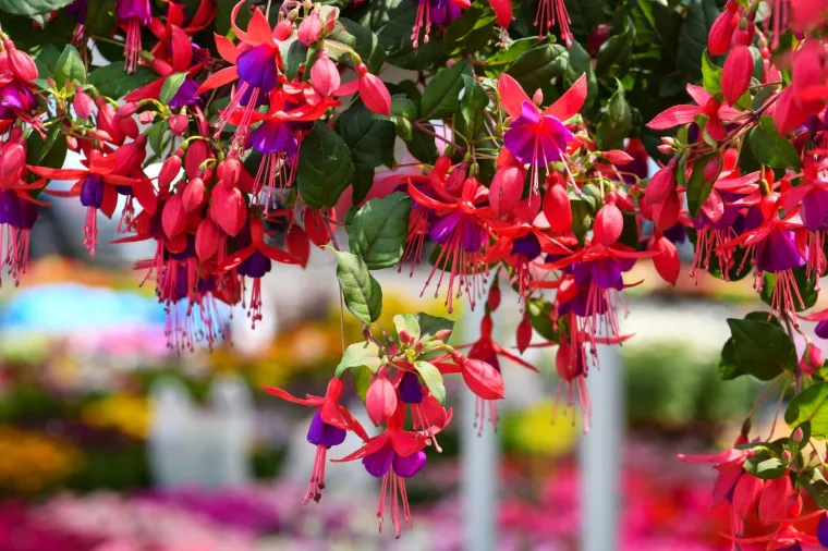 53. međunarodna vrtna izložba Floraart otvorena na jezeru Bundek