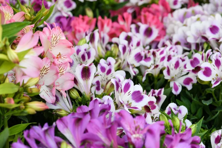 53. međunarodna vrtna izložba Floraart otvorena na jezeru Bundek